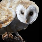 © The Trustees of the Natural History Museum, London